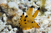 Nudibranch {Thecacera sp} Komodo, Indonesia.