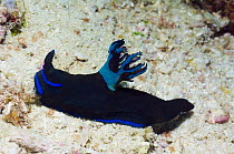 Nudibranch {Tambja morosa} Komodo, Indonesia.