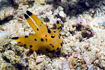 Nudibranch (Thecacera sp) Rinca, Indonesia