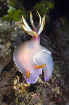 Nudibranch {Hypselodoris bullocki} Komodo, Indonesia