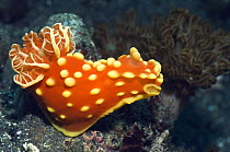 Nudibranch {Gymnodoris aurita} Rinca, Indonesia