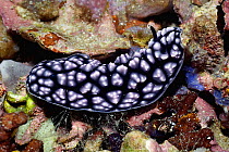 Nudibranch {Phyllidiella pustulosa} Rinca, Indonesia.