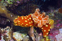 Nudibranch {Gymnodoris aurita} Rinca, Indonesia