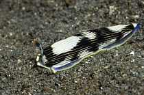 Nudibranch {Armina semperi} Rinca, Indonesia