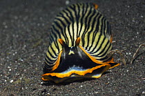 Nudibranch {Armina sp} Rinca, Indonesia