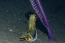Nudibranch {Armina sp} feeding on a Sea pen, Rinca, Indonesia
