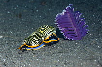 Nudibranch {Armina sp} approaching its prey, a Sea pen, Rinca, Indonesia