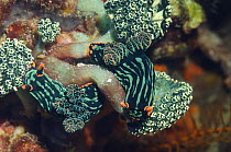 Nudibranch {Nembrotha kubaryana} pair feeding on Ascidians / sea squirts (Sycoza sp) Rinca, Indonesia