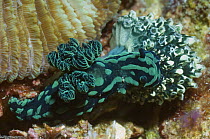 Nudibranch {Nembrotha cristata} feeding on Ascidians / sea squirts. Rinca, Indonesia
