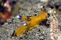 Nudibranch {Thecacera pacifica} Rinca, Indonesia.