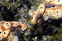 Two Nudibranchs {Risbecia tryoni}, mating pair, Rinca, Indonesia.