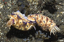 Nudibranch {Risbecia tryoni} starting mating. The two purple sausage shaped structures by the gill are the eggs sacs of a parasitic copepod living inside the slug. Rinca, Indonesia