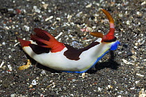 Nudibranch {Nembrotha chamberlaini} Rinca, Indonesia
