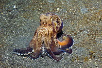 Veined octopus (Octopus marginatus) resting on seabed. Lembeh Strait, North Sulawesi, Indonesia
