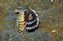 Veined octopus (Octopus marginatus) hiding in discarded mollusc shells. Lembeh Strait, North Sulawesi, Indonesia