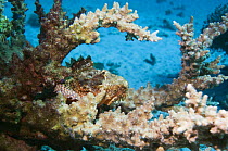 Raggy scorpionfish (Scorpaenopsis venosa) lying camouflaged on coral. Komodo, Indonesia