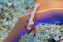 Nudibranch {Hypselodoris apolegma} (previously H. bullockii) with an Emperor shrimp (Periclemenes imperator) Rinca, Indonesia