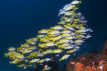 Shoal of Bluelined snappers (Lutjanus kasmira) Andaman Sea, Thailand