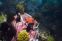 Bigscale soldierfish (Myripristis berndti) at rest on coral reef with barrel sponge and crinoids. Rinca, Indonesia