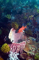 Bigscale soldierfish (Myripristis berndti) at rest on coral reef with barrel sponge and crinoids. Rinca, Indonesia