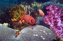 Bigscale soldierfish (Myripristis berndti) at rest on reef with soft corals and crinoids. Rinca, Indonesia.