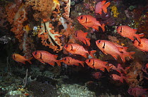 Bigscale soldierfish (Myripristis berndti) on coral reef with soft corals. Rinca, Indonesia