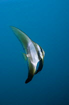 Longfin spadefish (Platax teira) juvenile. Papua New Guinea