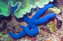 Blue starfish (Linckia laevigata) on coral reef. Bali, Indonesia