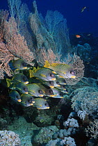 Blackspotted sweetlips (Plectorhynchus gaterinus) on coral, Sudan, Red Sea.