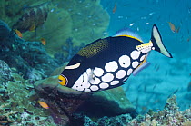 Clown triggerfish (Balistoides conspicillum) Andaman Sea, Thailand