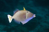 Bluethroat triggerfish (Sufflamen albicaudatus). Andaman Sea, Thailand
