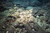 Tasseled wobbegong (Eucrossorhinus dasypogon) camflauged on seabed, Papua New Guinea