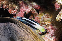 Bicolor cleaner wrasse (Labroides bicolor) on the back of a moray eel. Andaman Sea, Thailand.