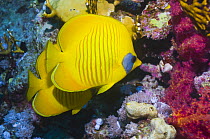 Golden butterflyfish (Chaetodon semilarvatus) on coral reef, Red Sea, Egypt