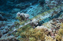Cornetfish / Flutemouth (Fistularia commersoni) Egypt, Red Sea