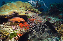 Coral hind (Cephalopholus miniata) with shoal of Sweepers. Andaman Sea, Thailand
