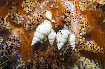 Parasitic urchin snail (Luetzenia asthenosomae) on Fire urchin (Asthenosoma varium) laying eggs. Bali, Indonesia.