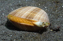 Bivalve being approached by a small snail. Rinca, Indonesia. Sequence 1/3
