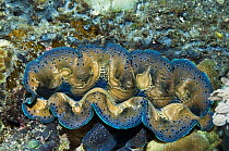 Crocus giant clam (Tridacna crocea) Rinca, Indonesia