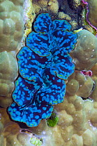 Mantle of Small giant clam (Tridacna maxima) Andaman Sea, Thailand