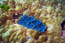 Small giant clam (Tridacna maxima) in Porites coral. Andaman Sea, Thailand