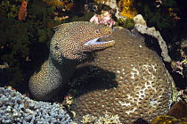 White mouthed moray eel (Gymnothorax meleagris) amongst coral, Komodo, Indonesia