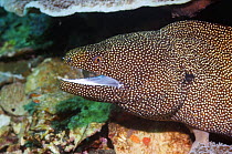 White mouthed moray eel (Gymnothorax meleagris). Komodo, Indonesia