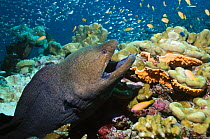 Giant moray eel (Gymnothorax javanicus) Andaman Sea, Thailand