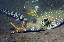Whitespotted puffer / Toby fish (Arothron hispidus) feeding on a Comb starfish (Astropecten polyacanthus). Bali, Indonesia
