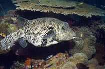 Map pufferfish (Arothron mappa) on reef with Cleaner wrasse (Labroides dimidiatus). Papua New Guinea