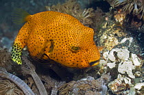 Star pufferfish (Arothron stellatus) juvenile. Rinca, Indonesia