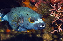 Black spotted pufferfish (Arothron nigropunctatus). Rinca, Indonesia