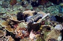 Sandperch (Parapercis sp) perched on coral on reef. Rinca, Indonesia