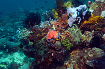 Sea apple (Pseudocolochirus violaceus) on reef with crinoids, sponges and sea squirts. Rinca, Indonesia.